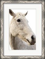 Framed Horse Named Lady II