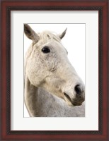 Framed Horse Named Lady II