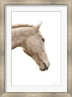 Framed Horse Named Lady I