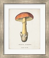 Framed Mushroom Study IV