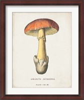 Framed Mushroom Study IV