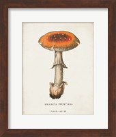 Framed Mushroom Study III