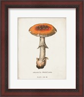 Framed Mushroom Study III