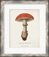 Framed Mushroom Study II