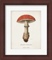 Framed Mushroom Study II