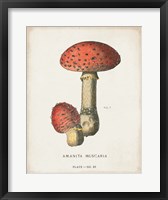 Framed Mushroom Study I