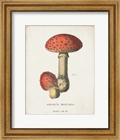 Framed Mushroom Study I