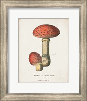 Framed Mushroom Study I