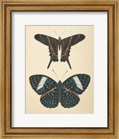 Framed Papillons II