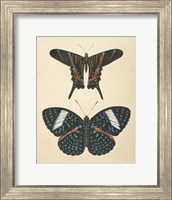 Framed Papillons II