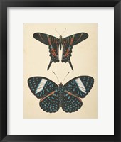 Papillons II Framed Print