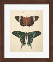 Framed Papillons I