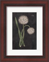 Framed Allium II on Black