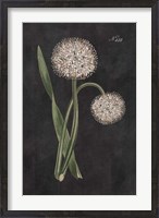 Framed Allium II on Black