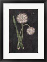 Allium II on Black Framed Print