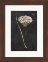 Framed Allium I on Black