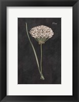 Framed Allium I on Black