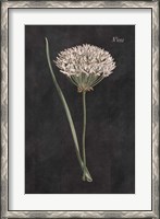 Framed Allium I on Black