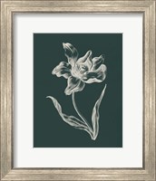 Framed Eden Tulips I
