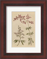 Framed Herbal Botanical I Crop III