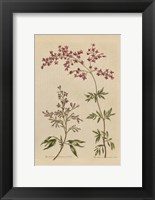 Framed Herbal Botanical I Crop III