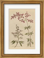 Framed Herbal Botanical I Crop III