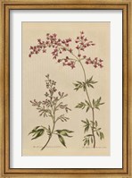 Framed Herbal Botanical I Crop III