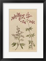 Herbal Botanical I Crop III Framed Print