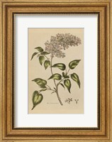 Framed Herbal Botanical I Crop II