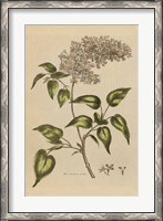 Framed Herbal Botanical I Crop II