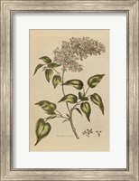 Framed Herbal Botanical I Crop II