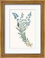 Framed Polygala on White