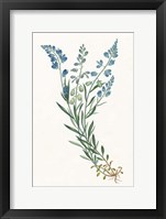 Framed Polygala on White