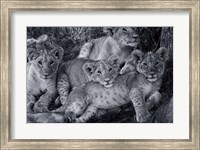 Framed Lion Cub Family