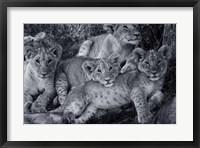 Framed Lion Cub Family