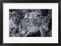 Framed Lion Cub Family