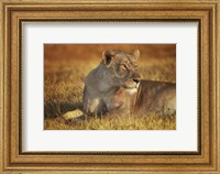 Framed Lioness Sunning