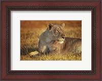 Framed Lioness Sunning