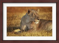 Framed Lioness Sunning