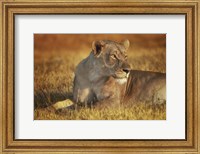 Framed Lioness Sunning