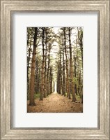 Framed In the Pines I