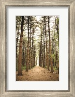Framed In the Pines I