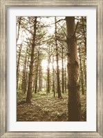 Framed In the Pines II