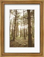 Framed In the Pines II