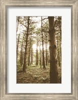 Framed In the Pines II
