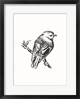 Framed Songbird Sketch I