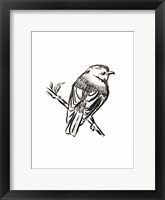 Framed Songbird Sketch I
