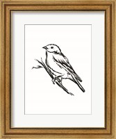 Framed Songbird Sketch II