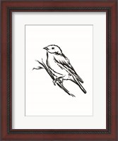 Framed Songbird Sketch II