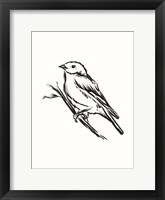 Songbird Sketch II Framed Print